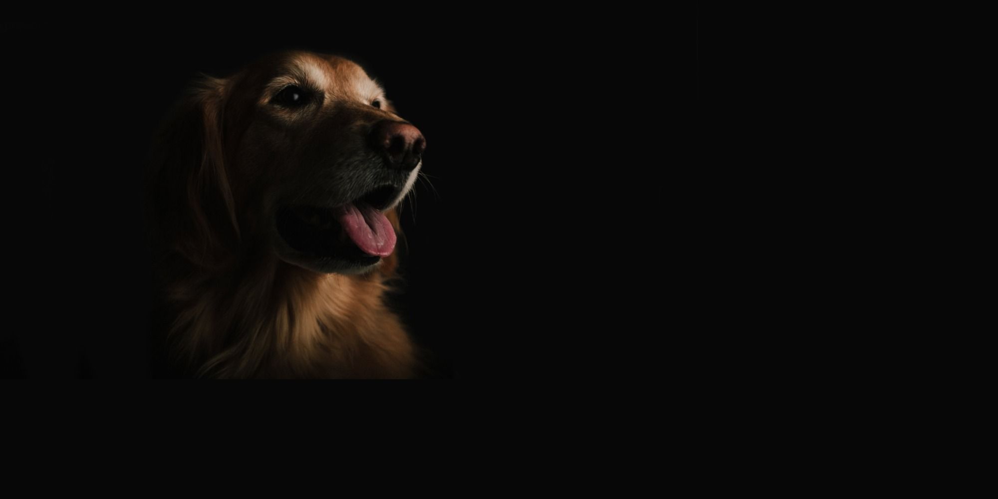 Dog relaxed in a crate