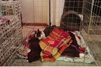 Happy dog enjoying a YOYO crib