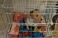 Example of a YOYO wire crate