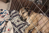 Dog in a YOYO rental crate