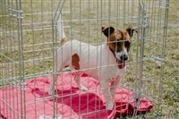Dog recovering inside the crate