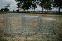 South African dog crate rental setup