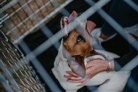 Sanitized recovery crate for veterinary rest