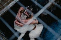 Dog resting comfortably in a wire crate