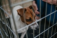 Pet crate delivered across South Africa